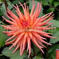 Парк рекорд