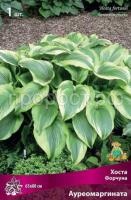 Хоста Форчуна Ауреомаргината Хоста Форчуна Ауреомаргината