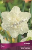 Нарцисс Калгари