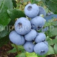 Без названия