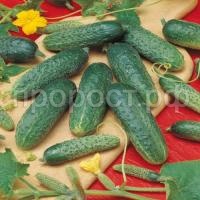 Огурец Астерикс F1 10гр Огурец Астерикс F1 10гр