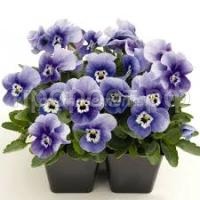 Без названия (1)