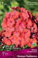 Флокс метельчатый Ориндж Перфекшн