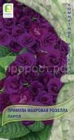 Примула махровая Розелла Парпл 5шт