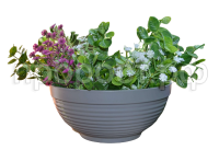 парма-серый