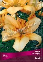 Лилия ЛА-Гибрид Глоуб (14-16) 2 шт 675506