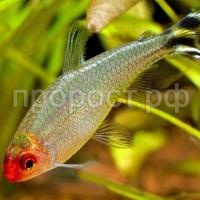 Родостомус 