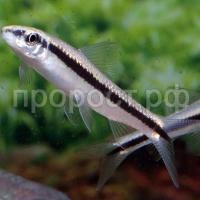 Водорослеед ассорти 4-6см