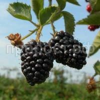 ежевика вождь джозеф