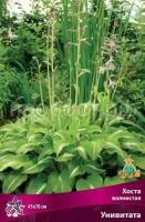 Хоста волнистая Унивитата Хоста волнистая Унивитата