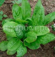 Щавель чемпион