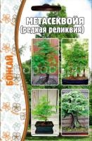 Метасеквойя 10 шт