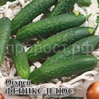 Огурец Феникс плюс Огурец Феникс плюс