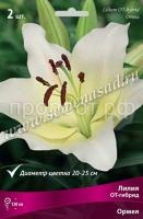 Лилия ОТ-Гибрид Ормея (14-16) 2шт 736218 Лилия ОТ-Гибрид Ормея (14-16) 2шт 736218