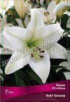 Лилия ЛО-Гибрид Вайт Триумф (12-14) 5 шт 717804