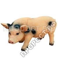свинья с пятнами свинья с пятнами