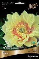 Пион ИТО-гибрид Барцелла-luxbt Пион ИТО-гибрид Барцелла-luxbt