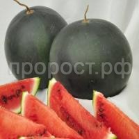 Арбуз Шуга Бейби 50 гр Арбуз Шуга Бейби 50 гр