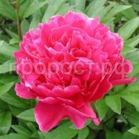 pion_molochnocvetkovyj_avgustin_d_ur_nz8p-zo