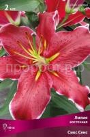Лилия восточная Сикс Сенс