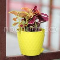 Румба-лимон-600x600