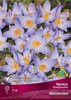 krokus_prekrasn_cassiope_kaper krokus_prekrasn_cassiope_kaper