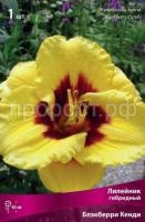 Лилейник гибридный Блэкберри Кенди Лилейник гибридный Блэкберри Кенди