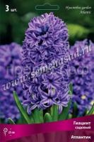 Гиацинт Атлантик Гиацинт Атлантик