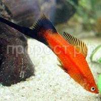 Меченосец ассорти M Меченосец ассорти M