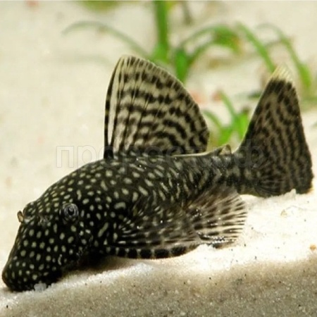 Анциструс обыкновенный M