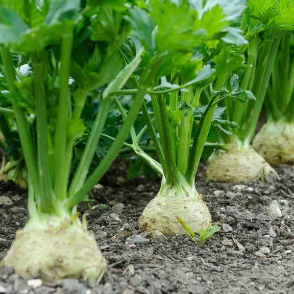 Петрушка корневая Сахарная 3г