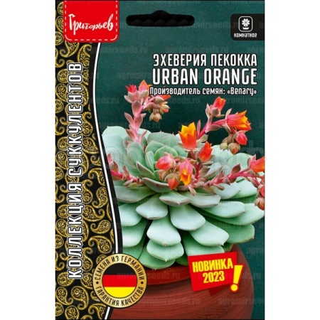 Редкие растения Эхеверия Urban Orange пекокка 5др 