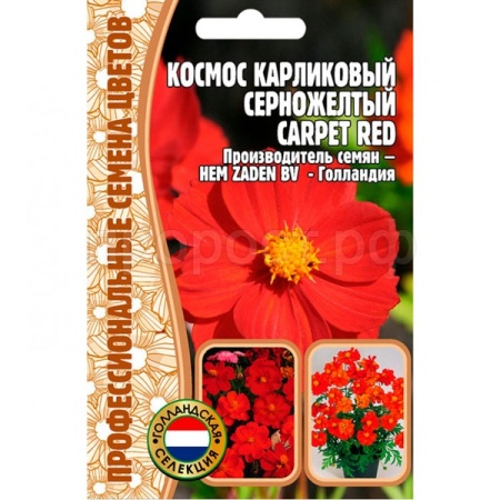 Космос карликовый серножелтый Carpet Red 5шт