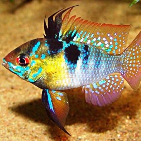 Апистограмма Рамирези (Mikrogeophagus ramirezi)