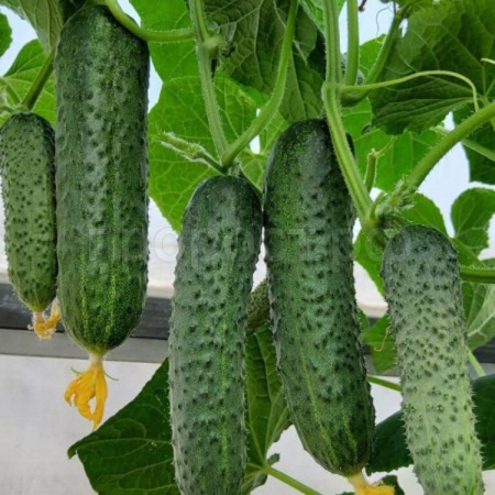 Гавриш Фермерская Огурец Арпачин F1 20 шт 