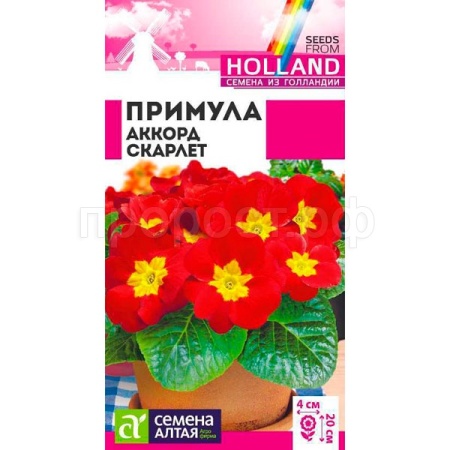 Примула Аккорд Скарлет 5шт