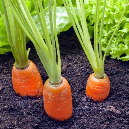 Морковь Лосиноостровская 13 2г