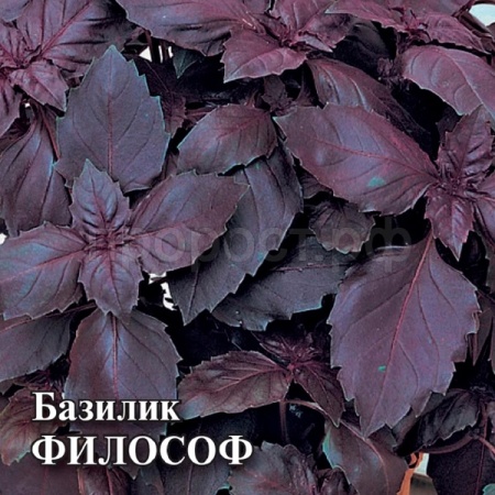 Базилик Философ 50 г