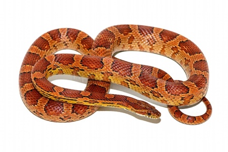 Змея Полоз маисовый (Pantherophis guttatus) 