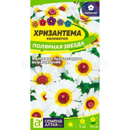 Хризантема Полярная Звезда килеватая 0,1г